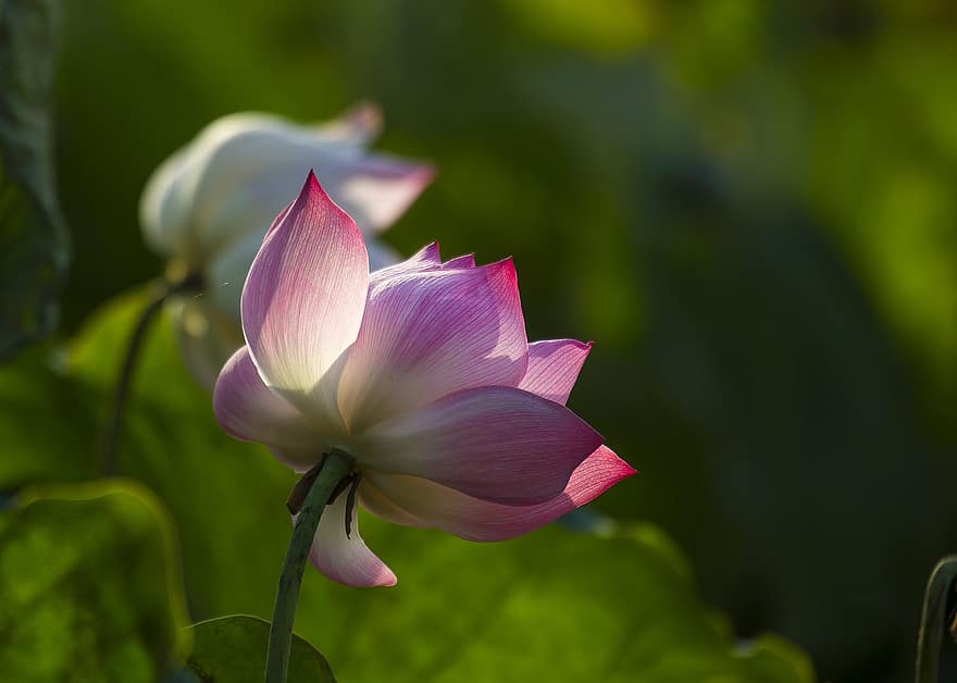 lotosas, gėlė, rožinė gėlė, lotuso gėlė, žydi, žiedas, žiedlapių, rožiniai žiedlapiai, flora, vandens augalų, pobūdį