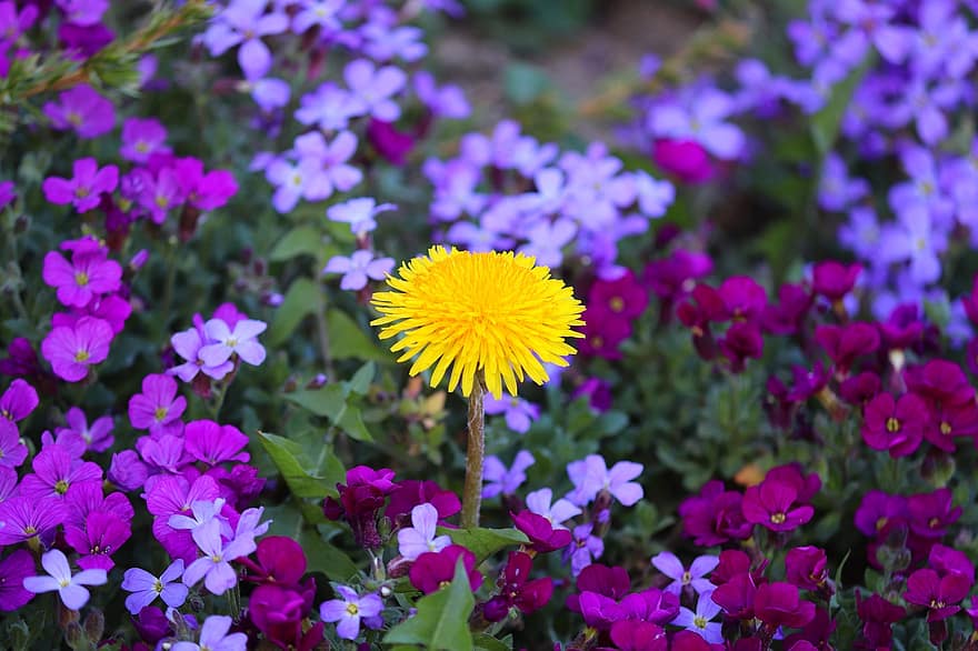 Çiçekler, karahindiba, botanik, alan, açık havada, çiçek, Çiçek açmak, bahar, yaz, bitki, kapatmak