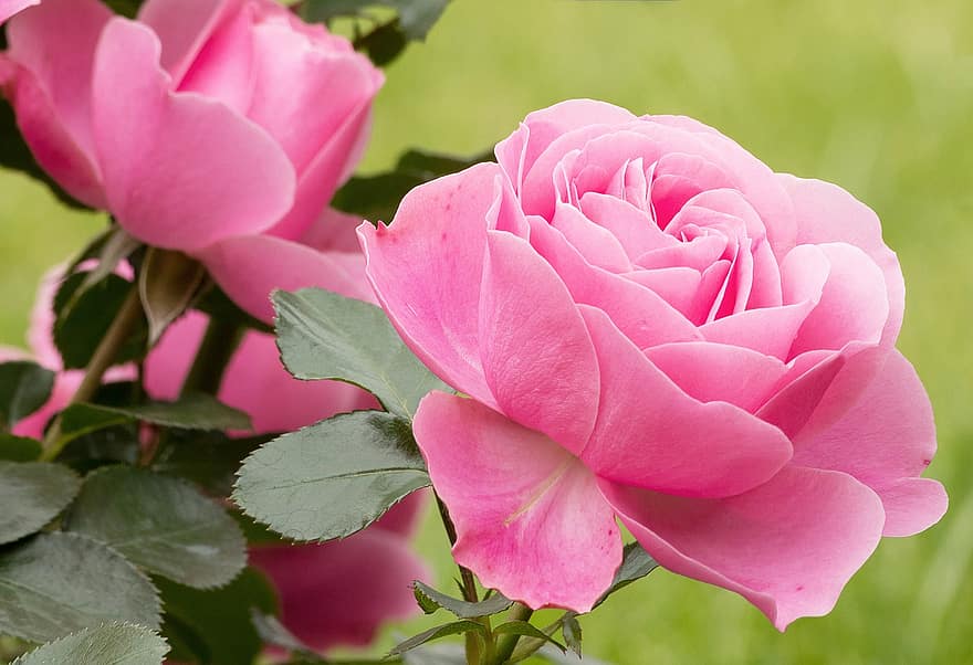 ruusu-, pinkki, kukka, pinkki ruusu, vaaleanpunaiset terälehdet, vaaleanpunainen kukka, ruusunlehdet, kukinta, kasvisto, Kukkien, puutarhanhoito
