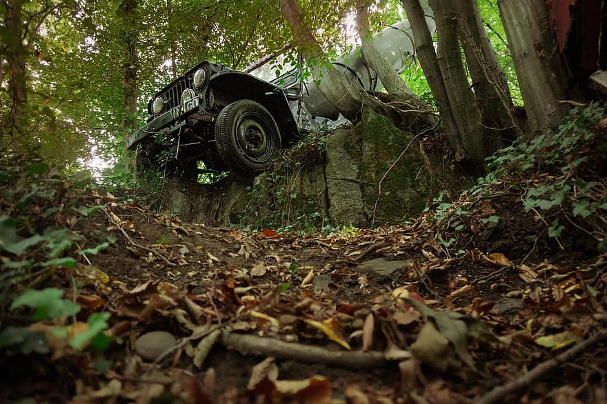 Mașini abandonate, masini nefericite, pădure