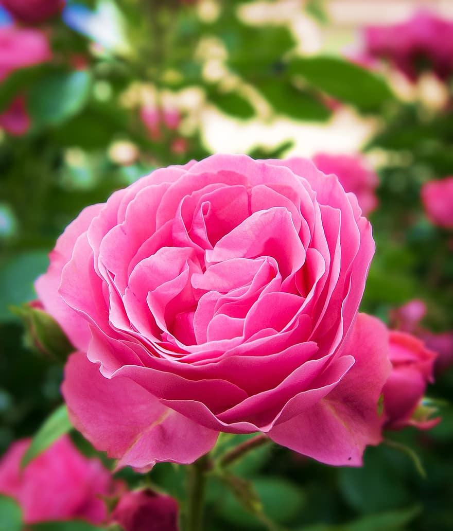 rose, blomster, nypekjerret, prydbusk, engelsk rose, rosa, bakgrunnsbilde, hage