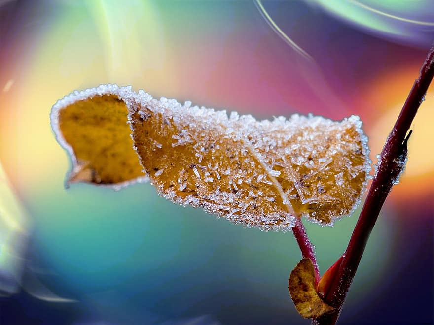 Frosted, Leaf, Branch, Background, Nature, Ice, Season, Winter, Macro, Close-up, Forest