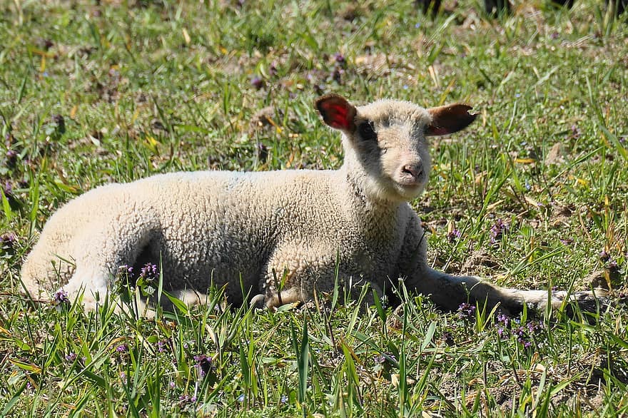 Cordeiro, ovelha, grama, gramado, animal, mamífero, animais selvagens, animal de fazenda, quintal de fazenda, rural, Fazenda