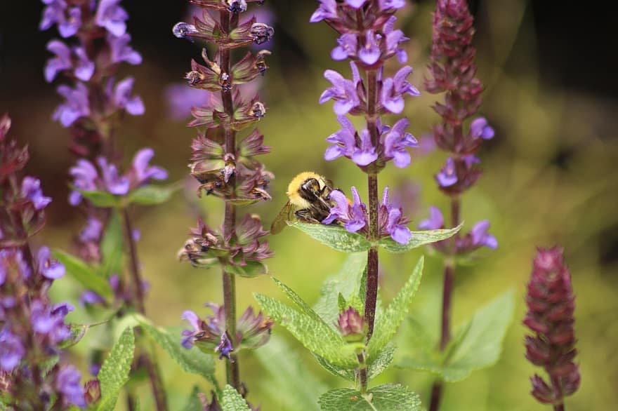 abeille, fleurs, pétales, insecte, punaise, ailes, en volant, Floraison, pollen