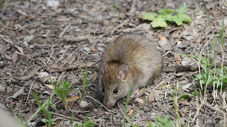 Rat, Animal, Rodent, Mouse, Small Animal, Forest Floor, Cute, Mammal, animals in the wild, small, close-up