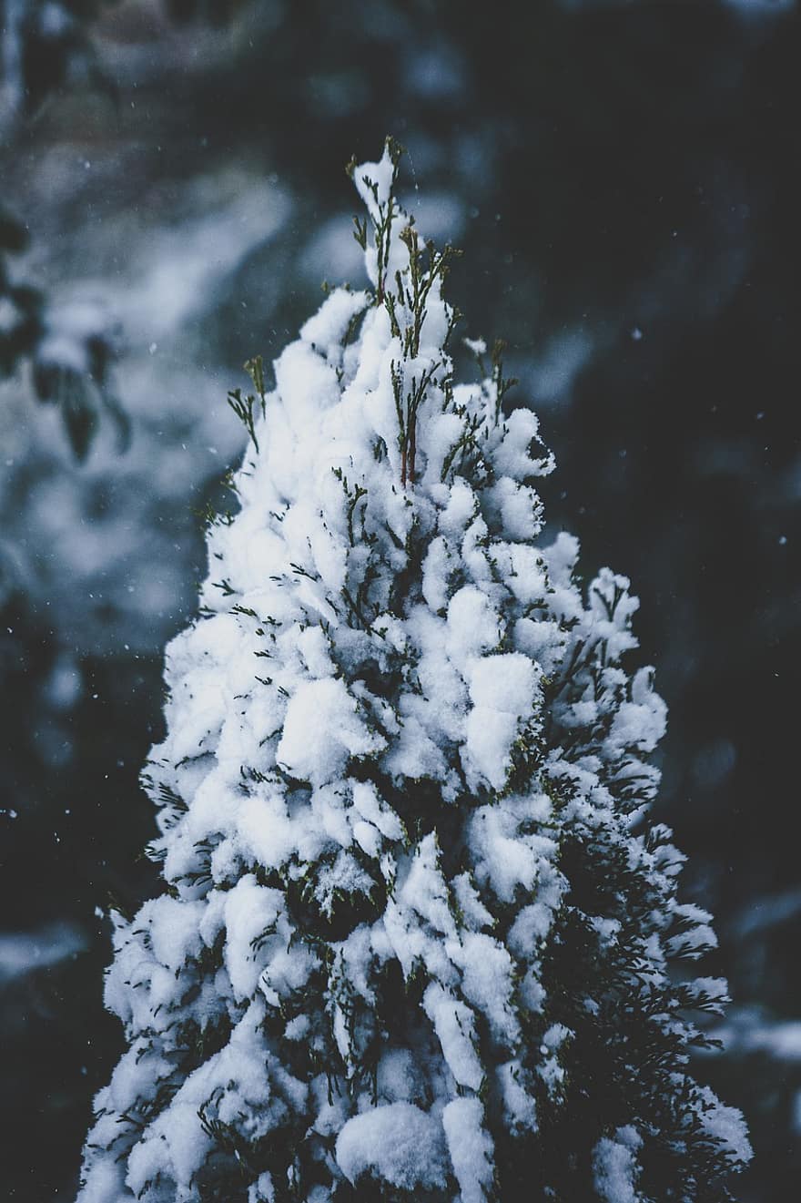 Tree, Fir, Snow, Winter, Nature, Cold, Wintry, Snowy, Forest, Frozen, Outdoors