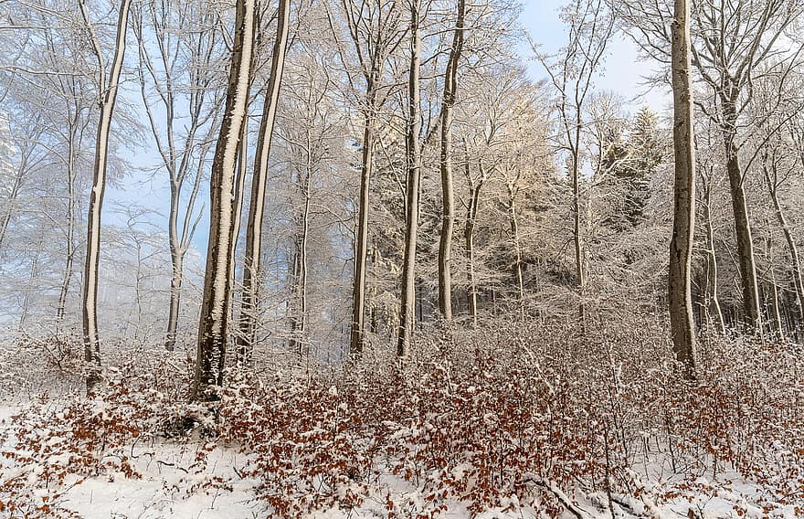 φυλλοβόλα δέντρα, δάσος, απόγευμα, Αποθεματικό, χιόνι
