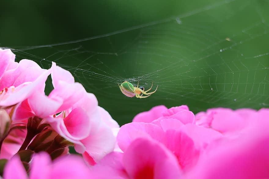 květ, pelargónie, Příroda, pavouk, pavoučí síť, zblízka, hmyz, detail, rostlina, makro, letní