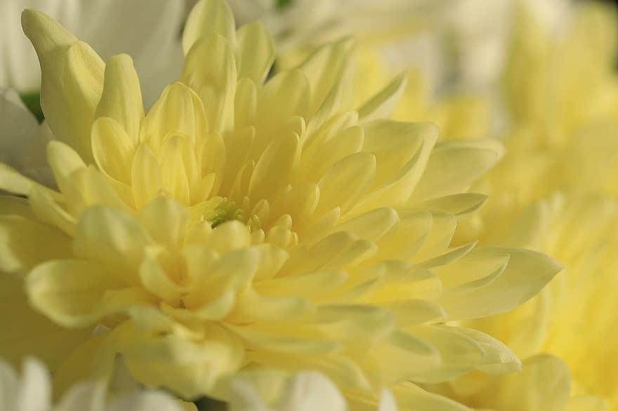 chrysanthèmes, fleurs, fleurs jaunes, fermer, fleur, pétale, plante, jaune, été, tête de fleur, macro