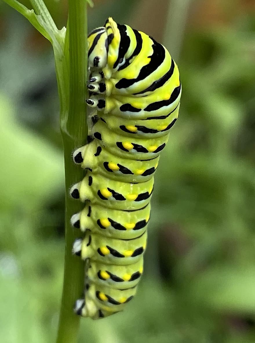 svart swallowtail caterpillar, larv, insekt, växt, stam, markeringar, kamouflage