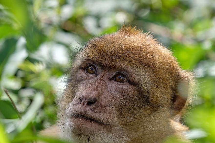 barbary macaque, abe, dyr, barbary ape, maddike, makak, pattedyr, macaca sylvanus, vildt dyr, dyreliv