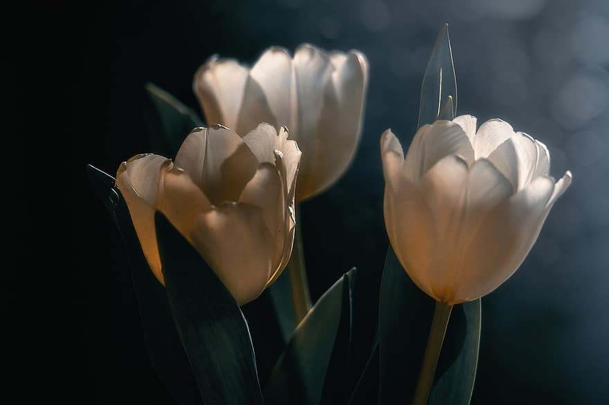 tulipán, virágok, fehér virágok, szirmok, fehér szirmok, virágzás, természet, virágzik, növényvilág, közelkép, növény