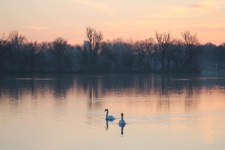Sunset, Swans, Lake, Nature, Water, Scenic, Animals, Reflection, Atmosphere, Evening, Sky