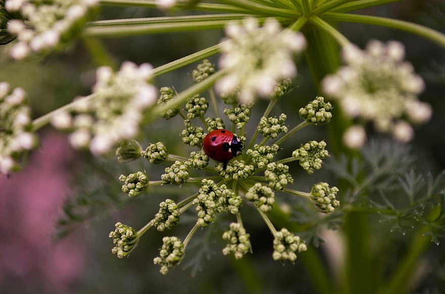 Ladybug, Beetle, Buds, Flowers, Coleoptera, Insect, Bug, Plant, Nature