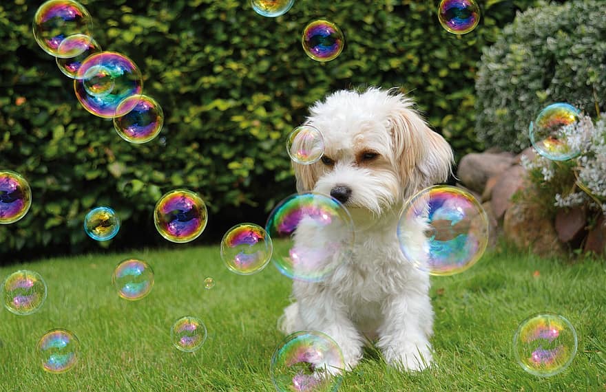 muilo burbuliukai, šuo, sodas, rutuliai, turas, smūgis, žaislas, atspindžiai, pustefiksas, lauke, spalvotas