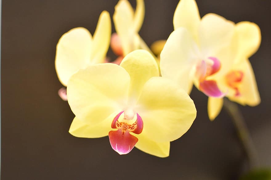 orquídea, flor, natureza, flores, plantas, beleza, fechar-se, plantar, pétala, cabeça de flor, folha