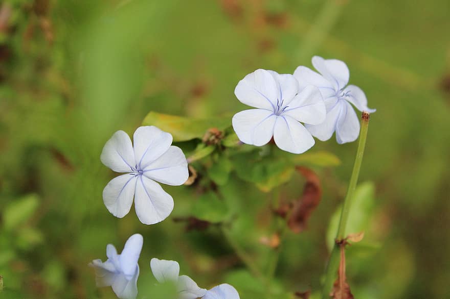 Flowers, Blue Flowers, Petals, Blue Petals, Bloom, Blossom, Flora, Floriculture, Horticulture, Botany, Nature