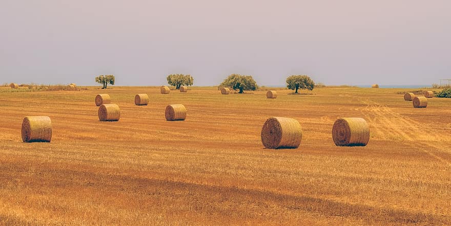 Hay, Straw, Bale, Agriculture, Rural, Countryside, Harvest, Field, Meadow, Landscape, Barley