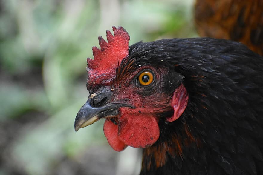 Hen, Chicken, Poultry, Female Chicken, Female Bird, Fowl, Domestic Fowl, Bird, Animal