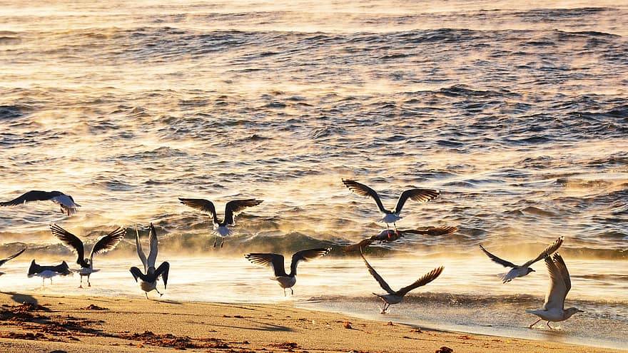 чайка, изгрев, океан, пясък, плаж Sacheon, Република Корея, Gangneung, природа, вода, залез, летене
