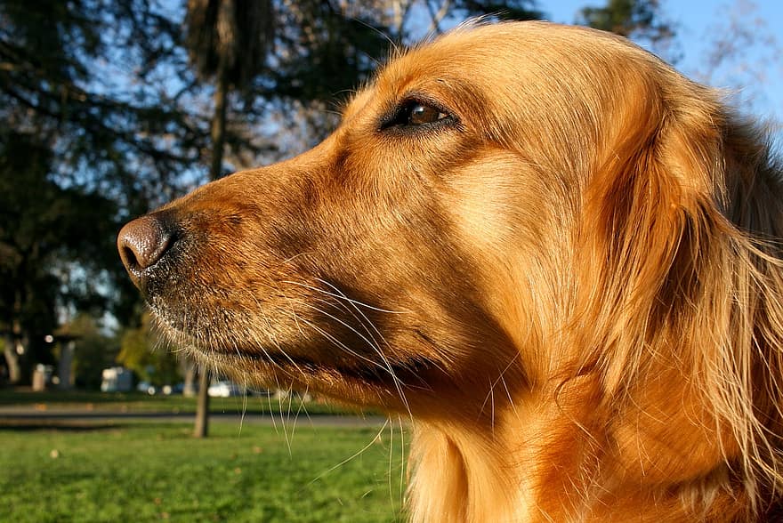 hund, golden retriever, sällskapsdjur, djur-, porträtt, nos, näsa, päls, hund-, vänlig, munkorg