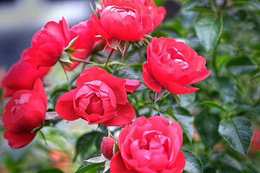 Rosen, Blumen, rote Rosen, Rosenblüte, Blütenblätter, Rosenblätter, blühen, Flora