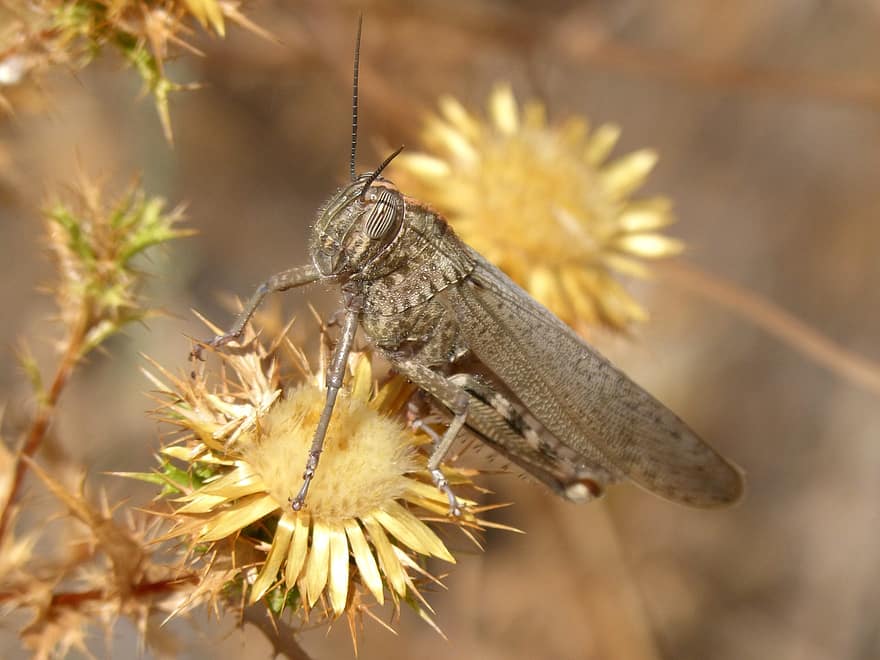 Heath Grasshopper, châu chấu thảo nguyên, con châu chấu, côn trùng, chorthippus vagans, hoa khô, Thiên nhiên