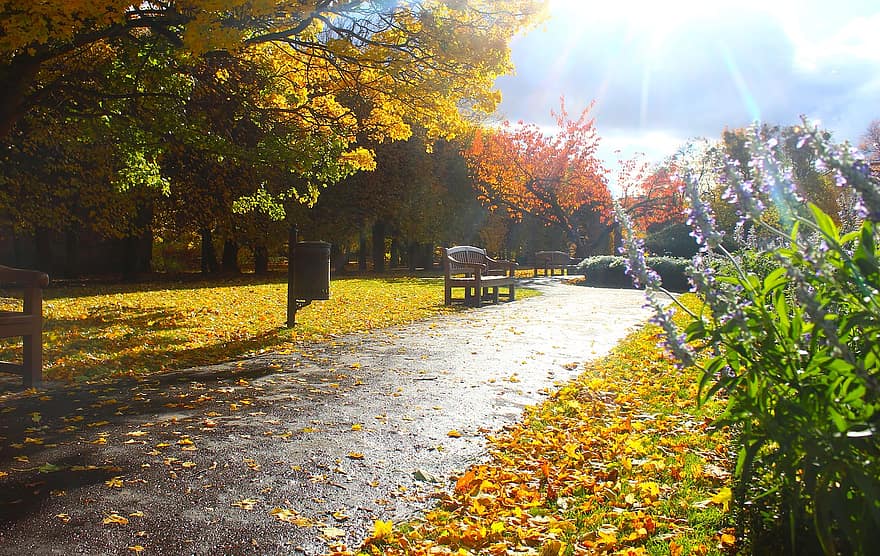 Nature, Park, Autumn, Leaves, Tree, Forest, Bench, Fall, yellow, leaf, season