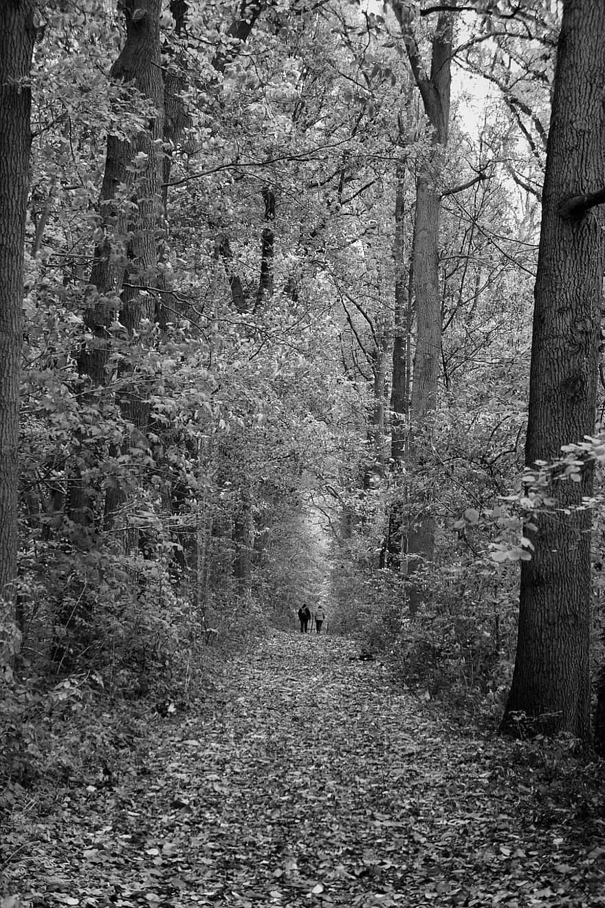 arboles, naturaleza, monocromo, camino, excursionismo, bosque, árbol, para caminar, en blanco y negro, sendero, hombres