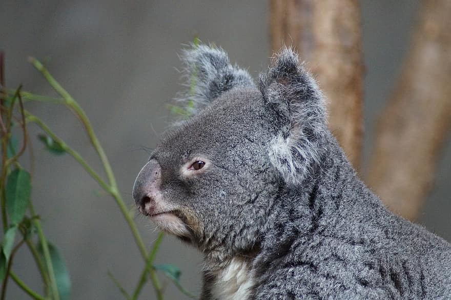 koala, Zoo, dyr