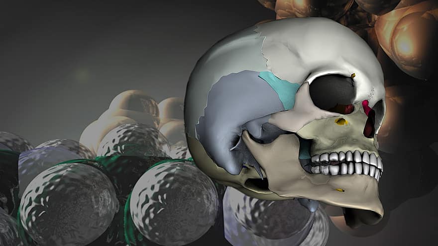 crâne, tête, modèle 3D, le rendu, médical, virtuel, représentation, anatomie humaine, os du crâne, crâne et os croisés, OS