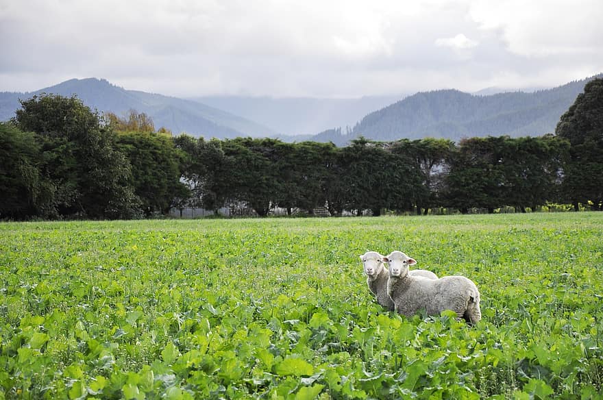 близнак, и двете, овца, овен, зеленчук, планина, пейзаж, панорамен, на открито