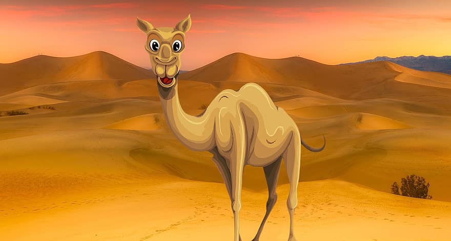 cammello, arabo, deserto, safari, Emirates, Arabo, natura, viaggio, beduino, dromedario, cultura