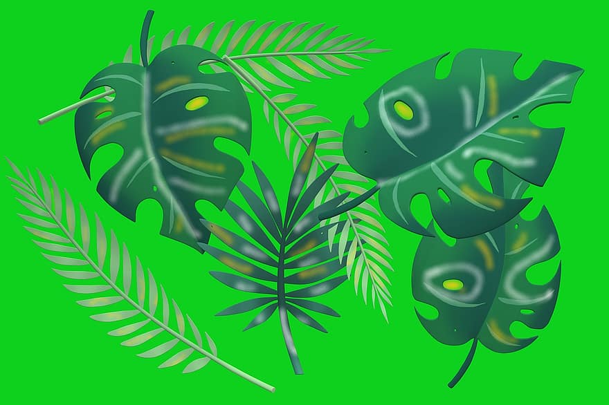 monstera, tropical, planta, plantilla, disseny, pòster, full, il·lustració, estiu, color verd, arbre