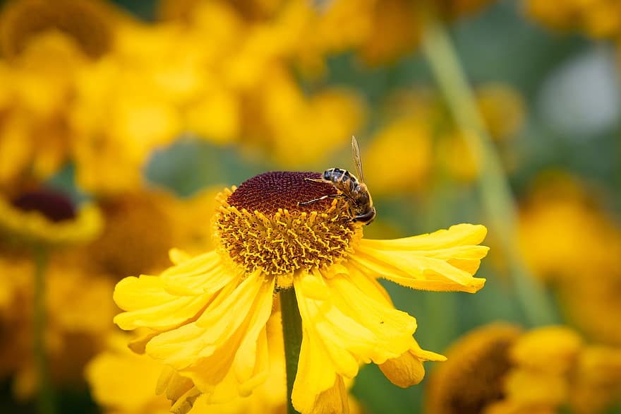 медна пчела, пчела, насекомо, Helenium, Слънчева черва, жълто цвете, жълти венчелистчета, цветен прашец, нектар, опрашвам, наблизо