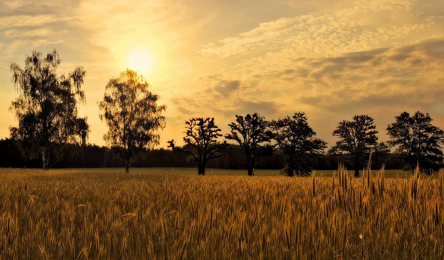 campo de trigo, puesta de sol, paisaje, campo de grano, cielo de la tarde, hilera de arboles, la atmósfera, oscuridad, estado animico, campo, agricultura