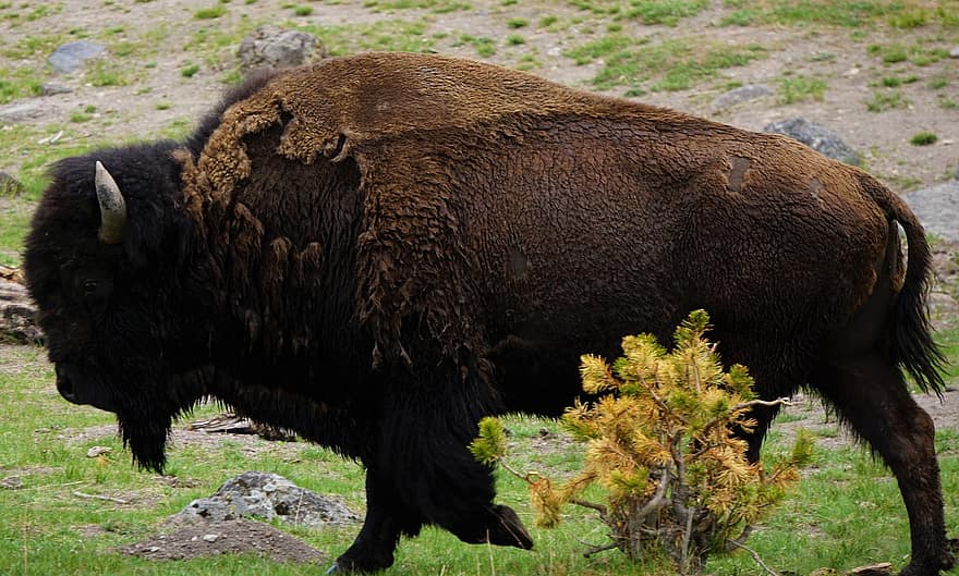 amerikansk bison, bison, yellowstone, wyoming, nationalpark, djur-