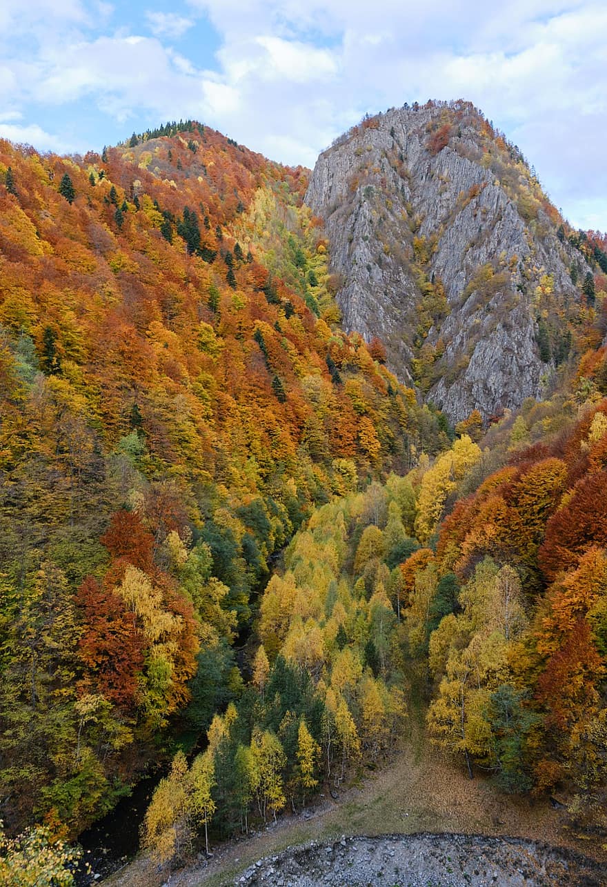 ruduo, pobūdį, medžiai, lapija, rudenį, miškas, kalnas, lauke, geltona, medis, kraštovaizdį