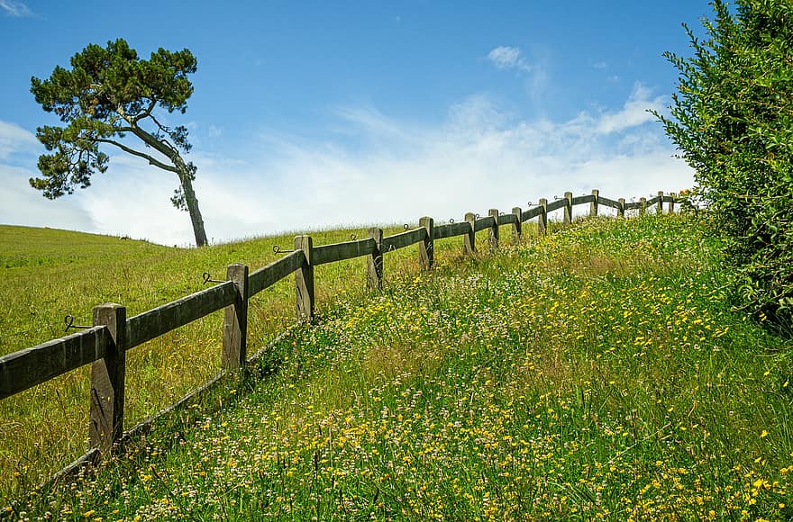 Tree, Grass, Fence, Green, Nature, Tourism, Spring, Newzealand, meadow, rural scene, green color
