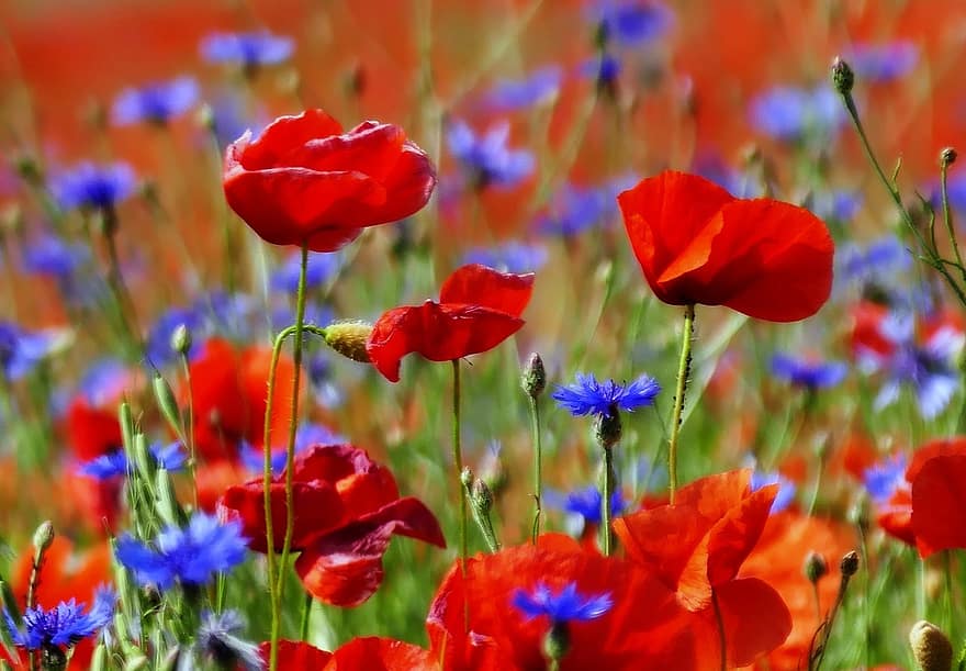 Poppies, Red, Nature, Meadow, Poppy, Spring, Plant, Flowers