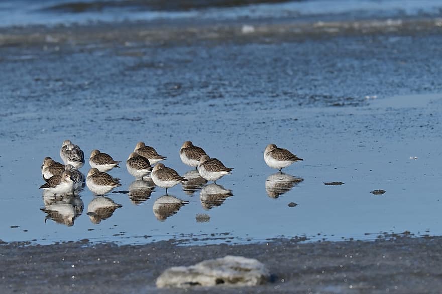 Dunlin, Birds, Coast, Sandpiper, Shorebirds, Waders, Animals, Wildlife, Feathers, Plumage, Reflection