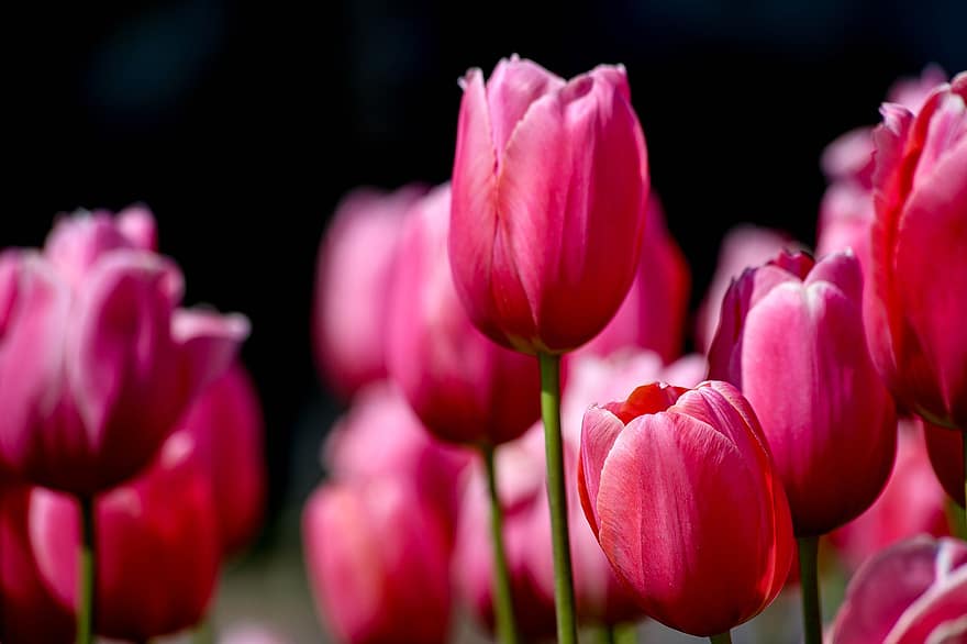 tulipaner, knopper, blomster, rosa blomster, blomst, blomstre, flora, blomstrende, planter, skjønnhet, felt