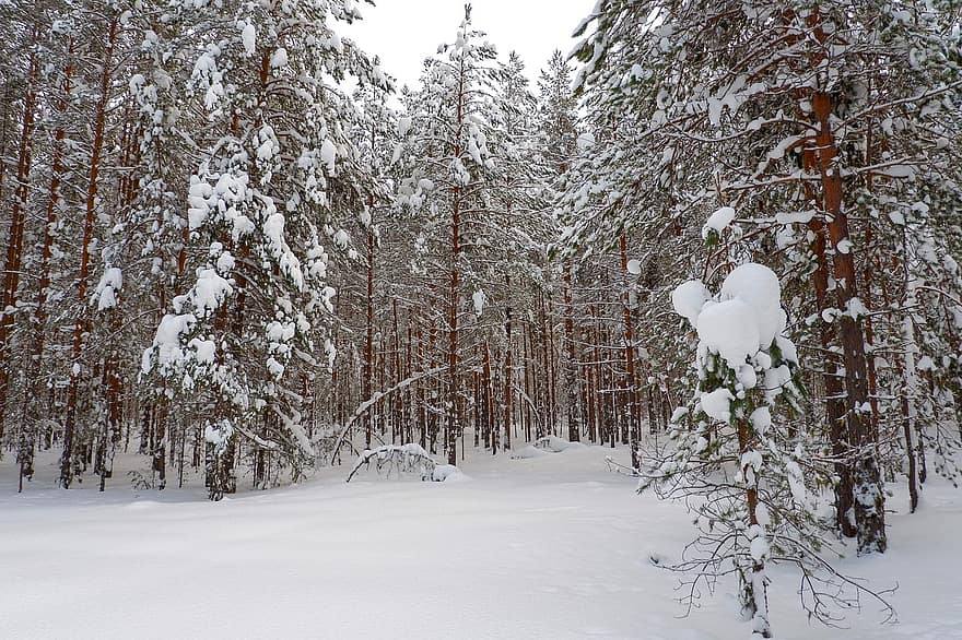 bosc, hivern, neu, arbres, paisatge, naturalesa, fred, nevat, arbre, temporada, pi