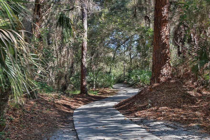 alberi, sentiero, foresta, pista, boschi, percorso naturalistico, sentiero didattico, paesaggio, natura, Sarasota, Florida