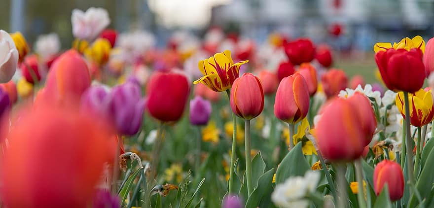 tulipani, fiori, piante, petali, fioritura, flora, giardino, letto di fiori, parco, natura, tulipano