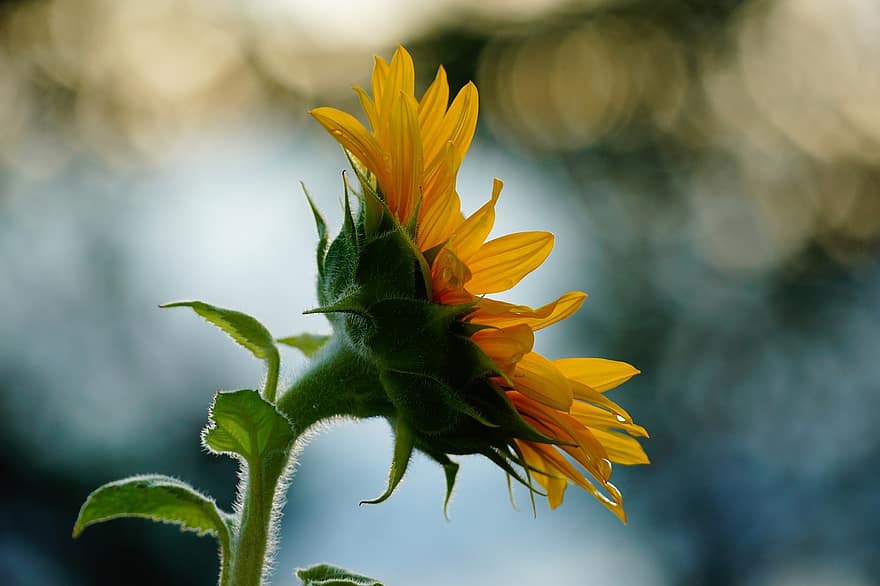 Sunflower, Flower, Plant, Yellow Flower, Petals, Blossom, Bloom, Leaves, Nature, Bokeh, Close Up