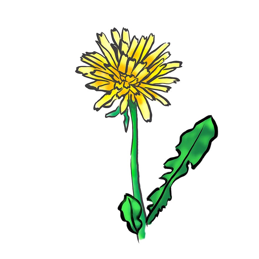 pissenlit, fleur, jaune, or
