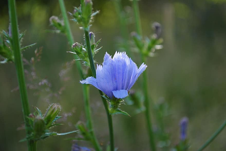 Chicoree, Blume, blaue Blume, Blütenblätter, blaue Blütenblätter, blühen, Flora, Pflanze, Wildblume