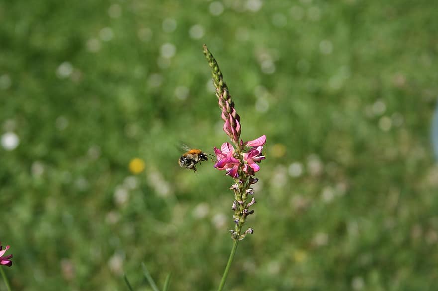 Обикновени еспарзети, земна пчела, цветя, Полска пчела, растения, цвят, разцвет, природа, градина, едър план, цвете