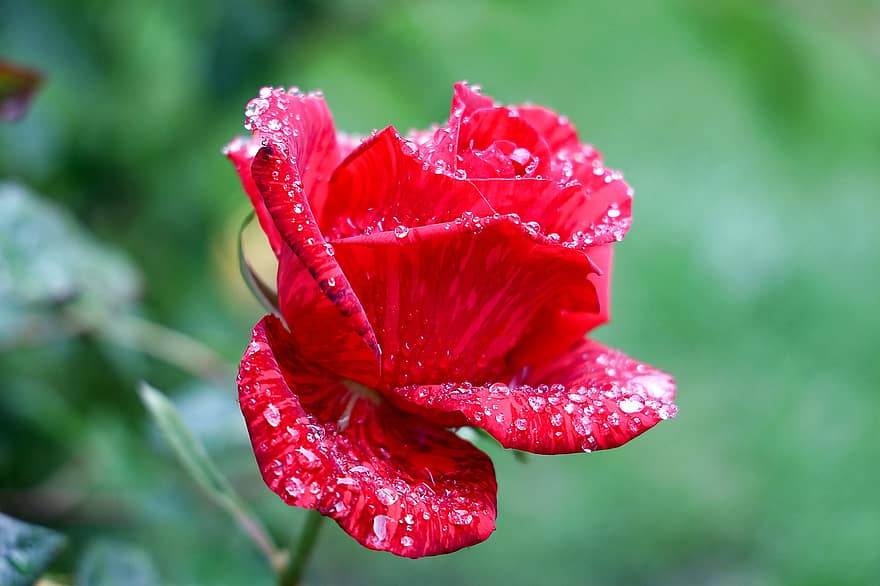 rózsa, piros, virágzik, virágzás, románc, rózsa virágzik, szépség, szirmok, kert, eső, vízcsepp